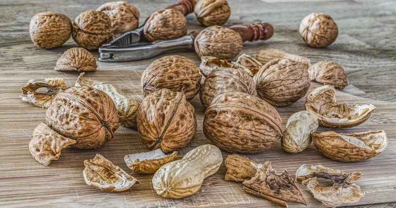 Répulsifs naturels et dispositifs sensoriels : ce qui marche, ce qui ne marche pas