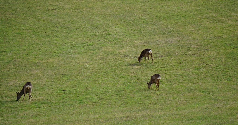 Camping sauvage : comment gérer les risques d’animaux sans paniquer